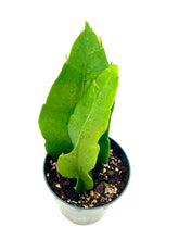 Load image into Gallery viewer, Epiphyllum oxypetalum AKA Queen of the Night - 4inch pot
