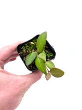Load image into Gallery viewer, Hoya sp. aff. burtoniae
