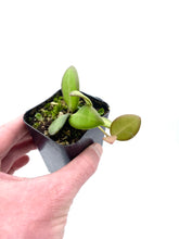 Load image into Gallery viewer, Hoya sp. aff. burtoniae

