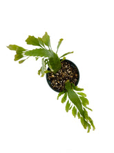 Load image into Gallery viewer, Lepismium houlletianum
