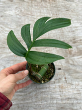 Load image into Gallery viewer, Rhaphidophora decursiva (Non TC)
