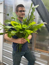 Load image into Gallery viewer, Epiphyllum oxypetalum AKA Queen of the Night - 4inch pot
