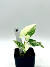 Load image into Gallery viewer, Syngonium podophyllum albo variegatum (A)
