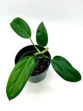 Load image into Gallery viewer, Philodendron erubescens ‘Green Emerald’
