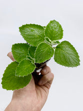Load image into Gallery viewer, Plectranthus ’silver’ 2”
