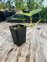 Load image into Gallery viewer, Philodendron cordatum
