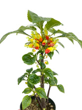 Load image into Gallery viewer, Impatiens niamniamensis
