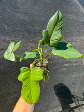 Load image into Gallery viewer, Philodendron bipennifolium A

