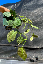 Load image into Gallery viewer, Philodendron camposportuanum  4”
