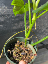 Load image into Gallery viewer, Philodendron bipennifolium A
