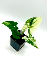 Load image into Gallery viewer, Syngonium podophyllum albo variegatum (D)
