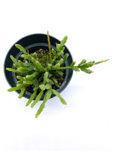 Load image into Gallery viewer, Rhipsalis ewaldiana
