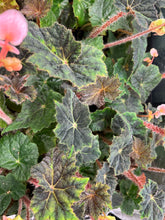 Load image into Gallery viewer, Begonia (no I.D.)
