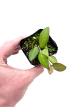 Load image into Gallery viewer, Hoya sp. aff. burtoniae
