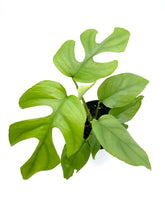 Load image into Gallery viewer, Rhaphidophora tetrasperma
