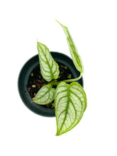 Load image into Gallery viewer, Monstera siltepecana “El Salvador”
