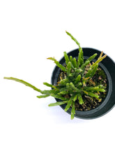 Load image into Gallery viewer, Rhipsalis ewaldiana
