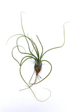 Load image into Gallery viewer, Tillandsia butzii - Medium
