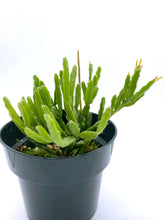 Load image into Gallery viewer, Rhipsalis ewaldiana

