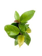 Load image into Gallery viewer, Hoya carnosa
