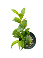 Load image into Gallery viewer, Aeschynanthus longicaulis 'Black Pagoda’
