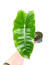 Load image into Gallery viewer, Philodendron ‘Burle Marx’
