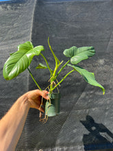 Load image into Gallery viewer, Philodendron bipennifolium A
