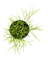 Load image into Gallery viewer, Rhipsalis cribrata
