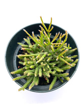 Load image into Gallery viewer, Rhipsalis teres f. prismatica 4”
