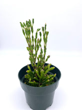 Load image into Gallery viewer, Hatiora salicornoides
