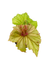 Load image into Gallery viewer, Begonia ‘Medusa’
