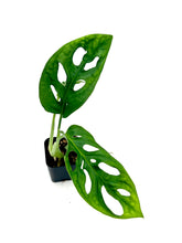 Load image into Gallery viewer, Monstera adansonii (wide form)
