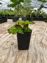 Load image into Gallery viewer, Begonia Rex ‘River Nile’
