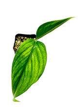 Load image into Gallery viewer, Monstera acacoyaguensis
