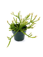 Load image into Gallery viewer, Rhipsalis ewaldiana
