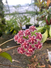 Load image into Gallery viewer, Hoya pubicalyx
