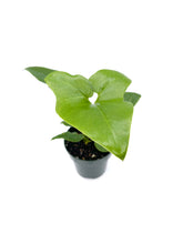 Load image into Gallery viewer, Thaumatophyllum bipinnatifidum
