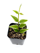 Load image into Gallery viewer, Hoya bella variegata (Albo Marginata)
