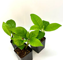Load image into Gallery viewer, Trianaea speciosa
