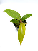 Load image into Gallery viewer, Philodendron erubescens ‘Red Emerald’ - 4 inch
