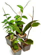Load image into Gallery viewer, Hoya growers bundle 2 inch
