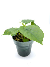Load image into Gallery viewer, Ficus umbellata
