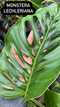 Load image into Gallery viewer, Monstera lechleriana

