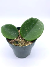 Load image into Gallery viewer, Hoya obovata 4”
