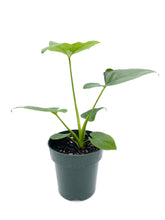 Load image into Gallery viewer, Thaumatophyllum bipinnatifidum
