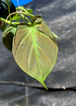 Load image into Gallery viewer, Philodendron camposportuanum  4”
