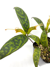 Load image into Gallery viewer, Aeschynanthus longicaulis 'Black Pagoda’
