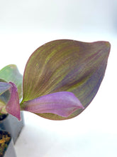 Load image into Gallery viewer, Tradescantia pallida “Kartuz Giant” 2 inch
