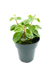 Load image into Gallery viewer, Peperomia fraseri - 4 inch

