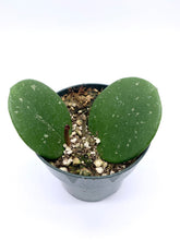 Load image into Gallery viewer, Hoya obovata 4”
